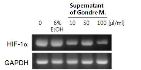 Effects of supernatant of Gondre Makgeolli on COX-2 in MDA-MB-231