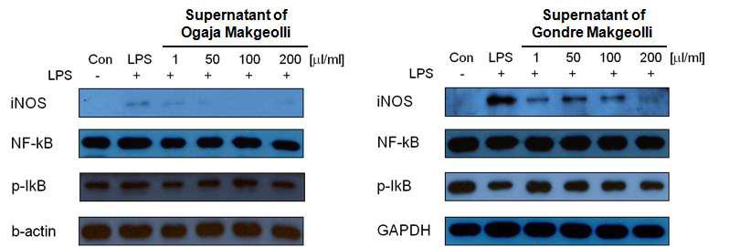 Effects of supernatant of Ogaja Makgeolli and Gondre Makgeolli on iNOS, NF-kB and p-IkB in RAW 264.7