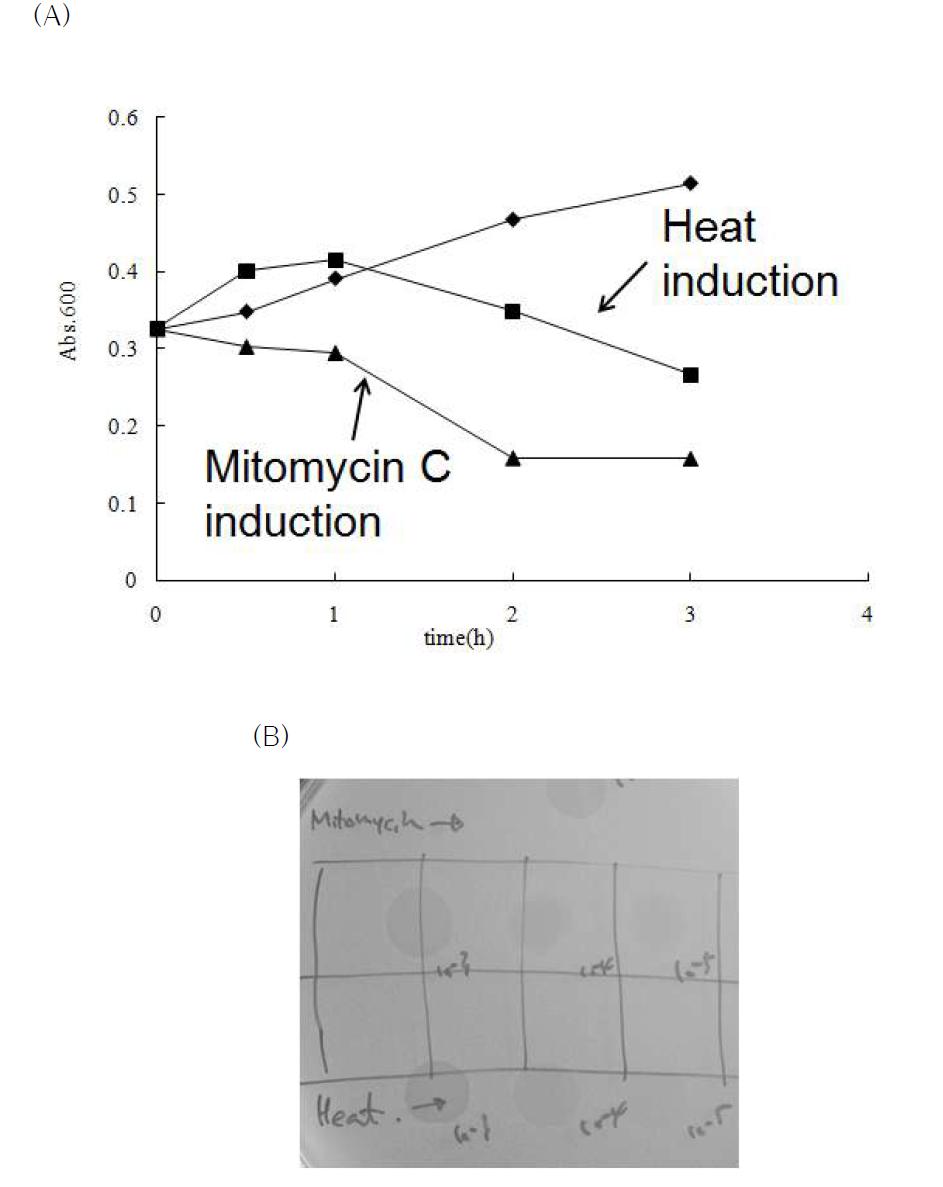 (A) Induction of temperate phage from C. sakazakii ATCC 29544 by heat and mitomycin C. (B) Plaque formation of temperate phage by mitomycin C and heat treatment