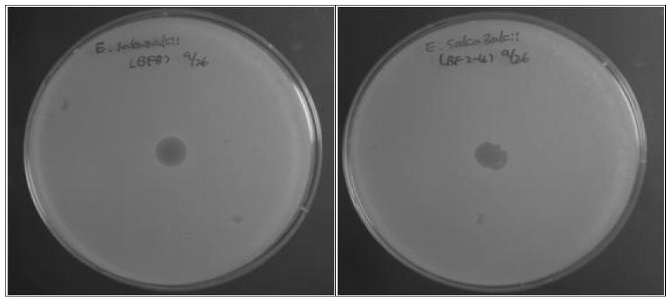 Inhibition of C. sakazkaii by bacteriocin of Bifidobacterium isolates