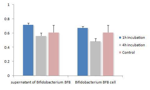 Cytotoxicity of Bifidobacterium BF-8 by MTT assay in Hep-2 cell