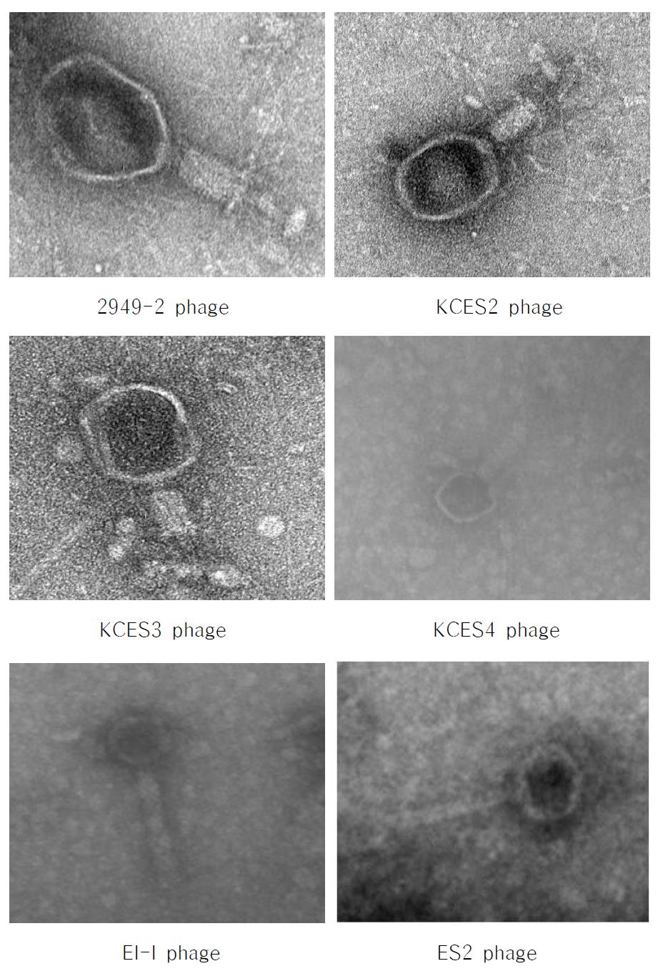 Morphology of virulent C. sakazakii phages by transmission electron microscopy.