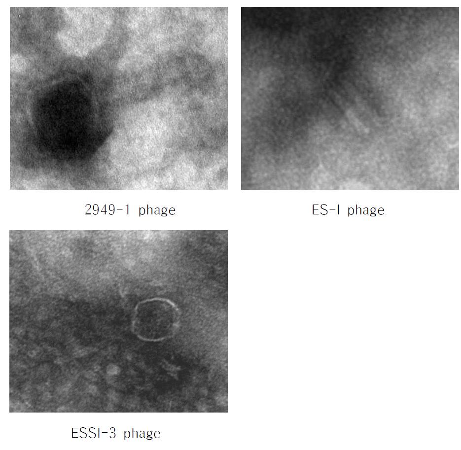 Morphology of virulent C. sakazakii phages by transmission electron microscopy.