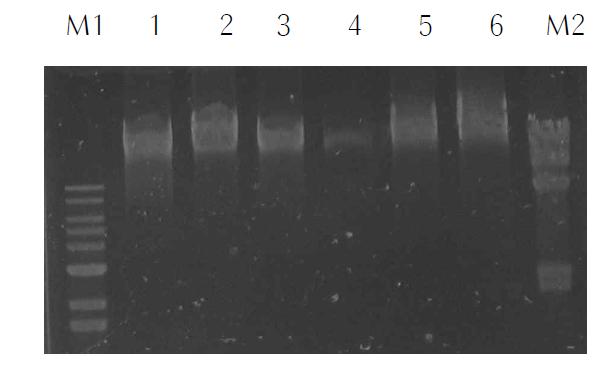Agarose gel electrophoresis of DNA isolated from virulent C. sakazakii phages.