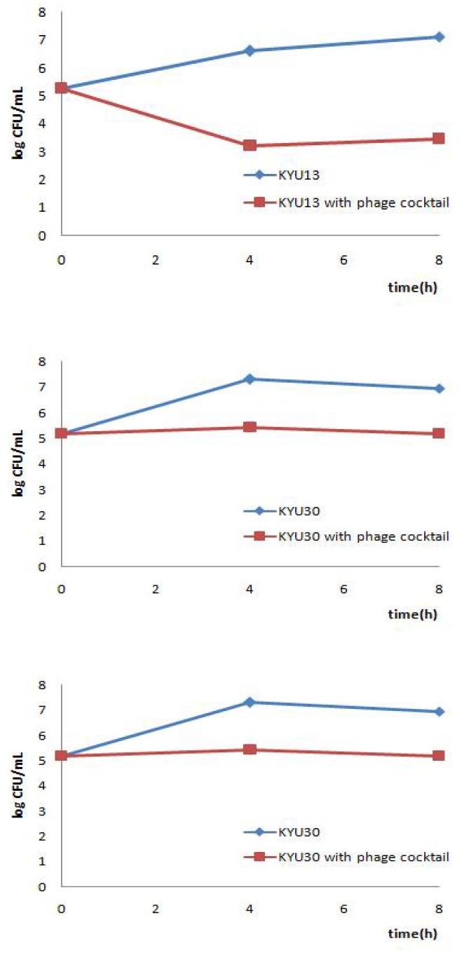 Growth inhibition of Cronobacter spp. isolates by phage cocktail in infant milk formula.