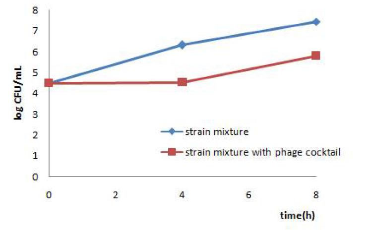 Growth inhibition of Cronobacter spp. isolates by phage cocktail in infant milk formula.