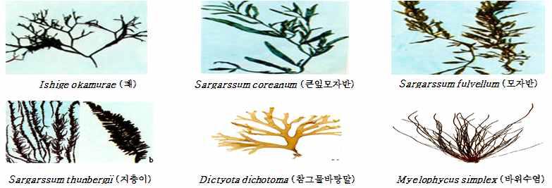 Photograph of domestic brown algae 6 kinds used in an experiment.