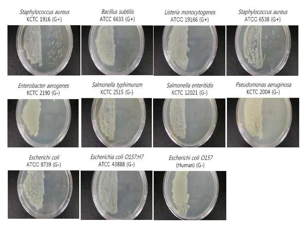 Antimicrobial activity assay of 80% methanol extracts.