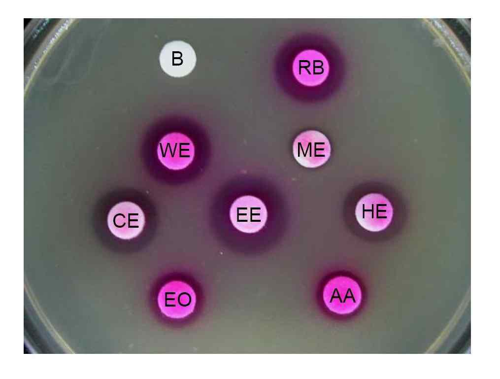Protection effect of E.coli induced by photosensitization.