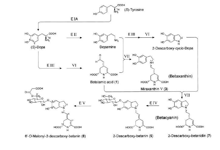 Proposed biosynthetic pathway to dopamine-derived betalains in Beta vulgaris. Enzymically catalyzed steps