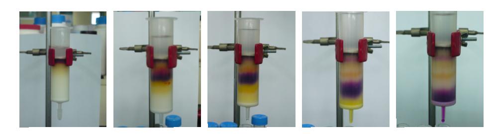 Separation of yellow betaxanthin and red betacyanin pigments in water extract from red beet pulp residue using a Sep-Pak Vac 35cc (10 g) Waters Accell Plus QMA Cartridges