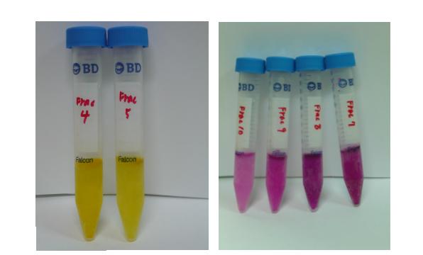 Fractions of yellow betaxanthin and red betacyanin pigments.