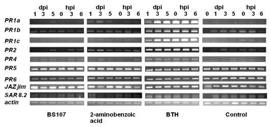 ation of defense-related gene expression by 2-aminobenzoic acid in tabacco following pathogen challenge. Before challenge with pathogen, the expression of PR genes gene by inoculated 2-aminobenzoic acid on tobacco root (dpi).