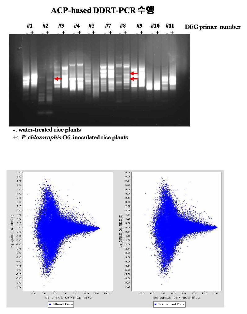 P. chlororaphis O6균이 처리된 벼로부터 ACP-based DDRT-PCR 수행 후 DEG를 선택한 결과 (윗그림), Affymetrix rice 57K microarray를 수행한 후 대조구와 O6균주 처리구 사이의 데이터를 global scaling을 이용하여 normalization한 결과 (아랫그림)