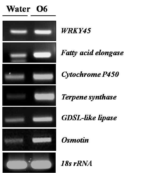 선발된 몇 개의 유전자들의 microarray 결과를 RT-PCR을 통해 재확인한 결과