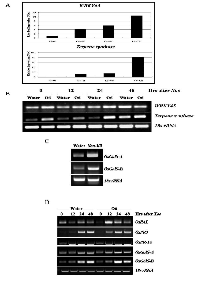선발된 두 유전자들 모두 WRKY45, terpene synthase, OsGolS-A 및 OsGolS-B 유전자가 벼 흰잎마름병원균에 대해 강하게 유도되고 있음을 확인한 결과 (A와 C), 벼의 병저항성 관련 유전자들이 P. chlororaphis O6가 전처리된 벼에서 priming 효과와 관련되어 있음을 확인 한 결과 (B와 D)