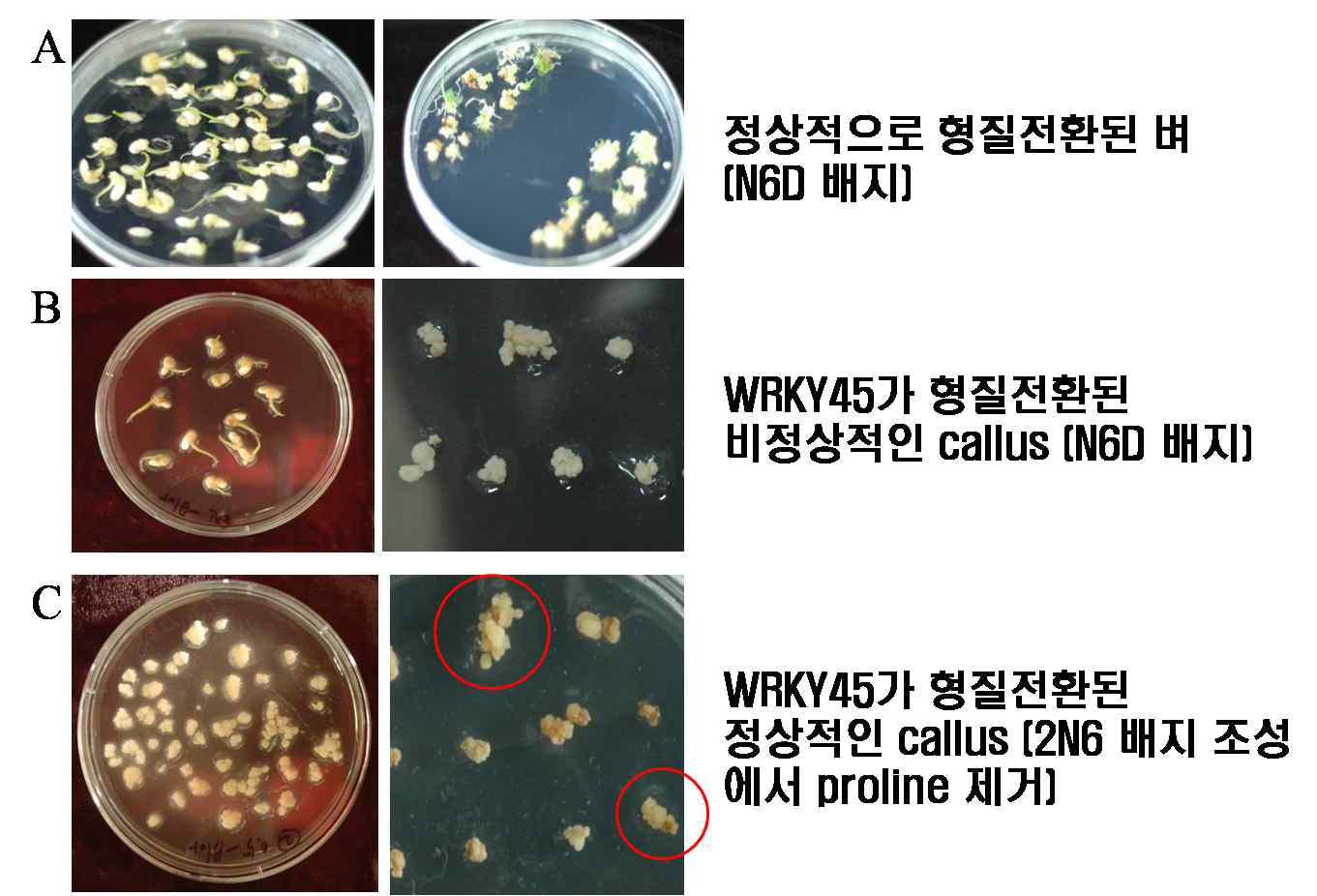 Agrobacterium-mediated 형질전환을 수행한 후 항생제가 포함되어 있는 여러 배지에서 형질전환체를 선별 중에 있는 그림