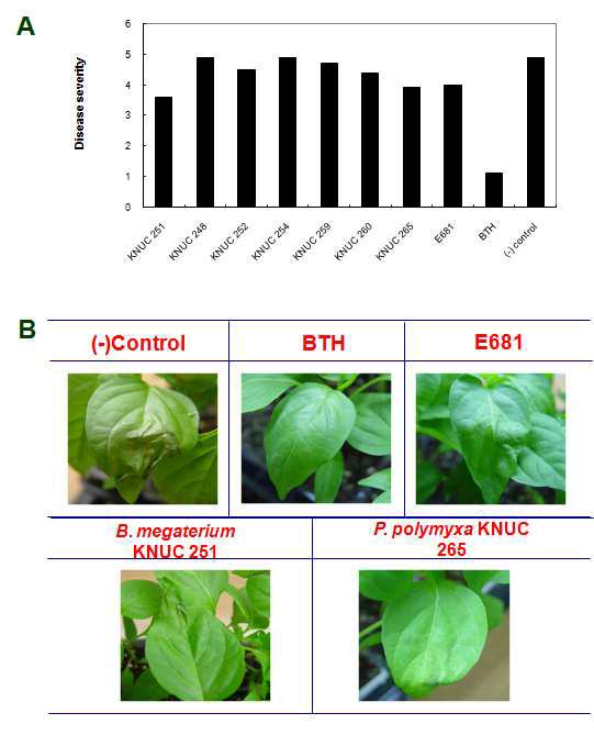 Suppression of bacterial spot disease induced by KNUC251 and KNUC265.