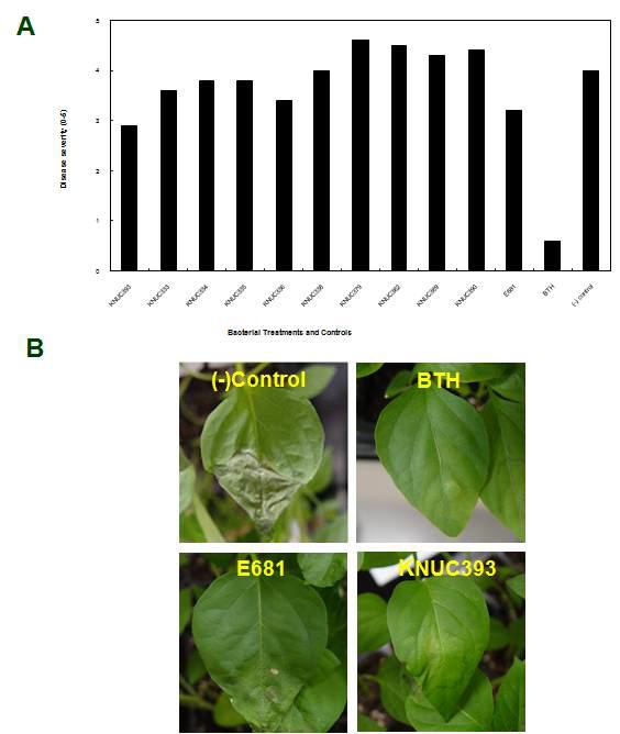 Resistance induced in roots of pepper plants treated with KNUC393.