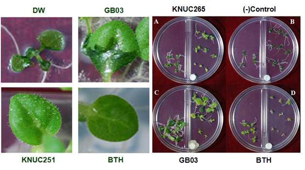 Inhibition of soft-rot symptom development by ISR elicitors.