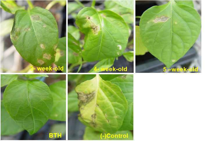 Disease protection induced by KUDC1065 strain on 3-week-old, 4-week-old, and 5-week-old pepper seedlings against Xanthomonas.