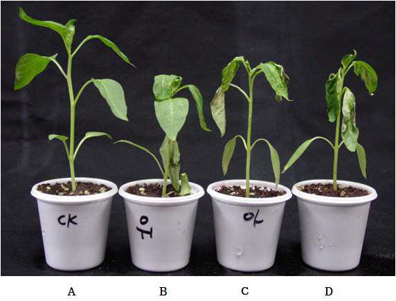 Comparison of disease severities of isolate 1523 for establishment of inoculation concentration or inoculation method with different partial spraying-treatment on pepper seedlings.
