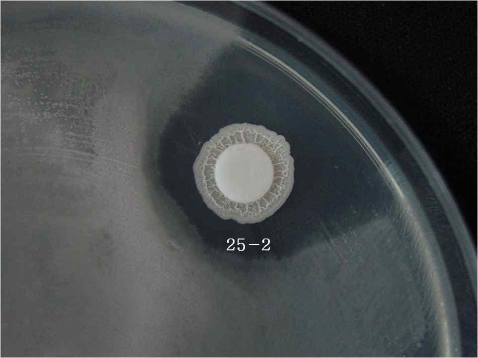 Nutrition agar plate showing inhibition of Xanthomonas axonopodis pv. vesicatoria growth by isolate 25-2.