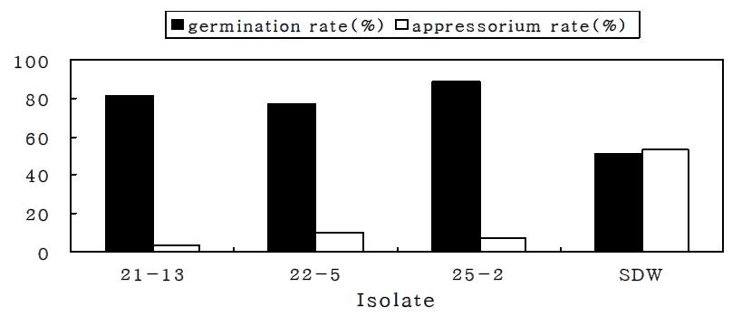 Effect of selected bacterial isolates on the rate of spore germination and appressorium formation.