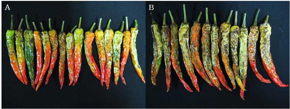 Disease symptoms showing typical lesions on pepper fruits by anthracnose pathogen.