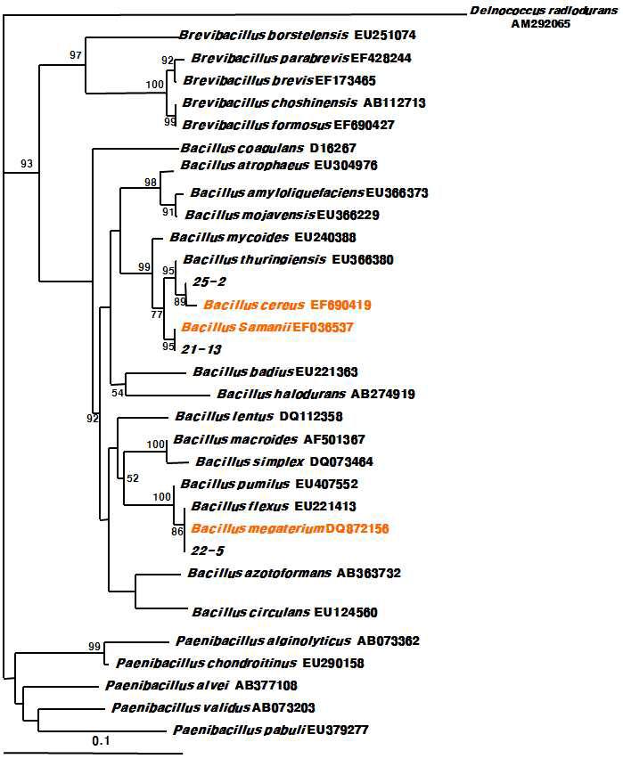 Neighbor-joining tree from 16s rDNA sequencing results in PHYDIT.