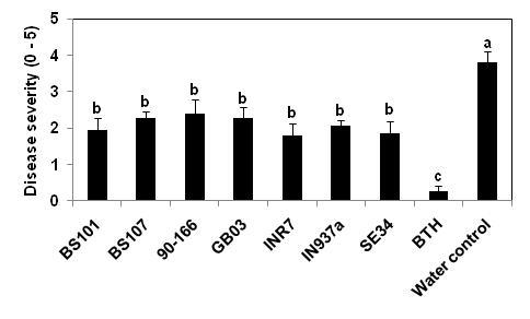Confirmation of ISR effect of BS101 and BS107 compare with ISR induced Bacillus spp. Effect of Bacillus cereusstrains BS101 and B. thuringiensis strain BS107 on ISR for 3 weeks after treatment.