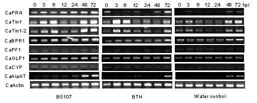 B. thuringiensis BS107에 의한 유도저항성 pathway를 찾기 위한 여러 유전자들의 발현 조사를 위한 RT-PCR.