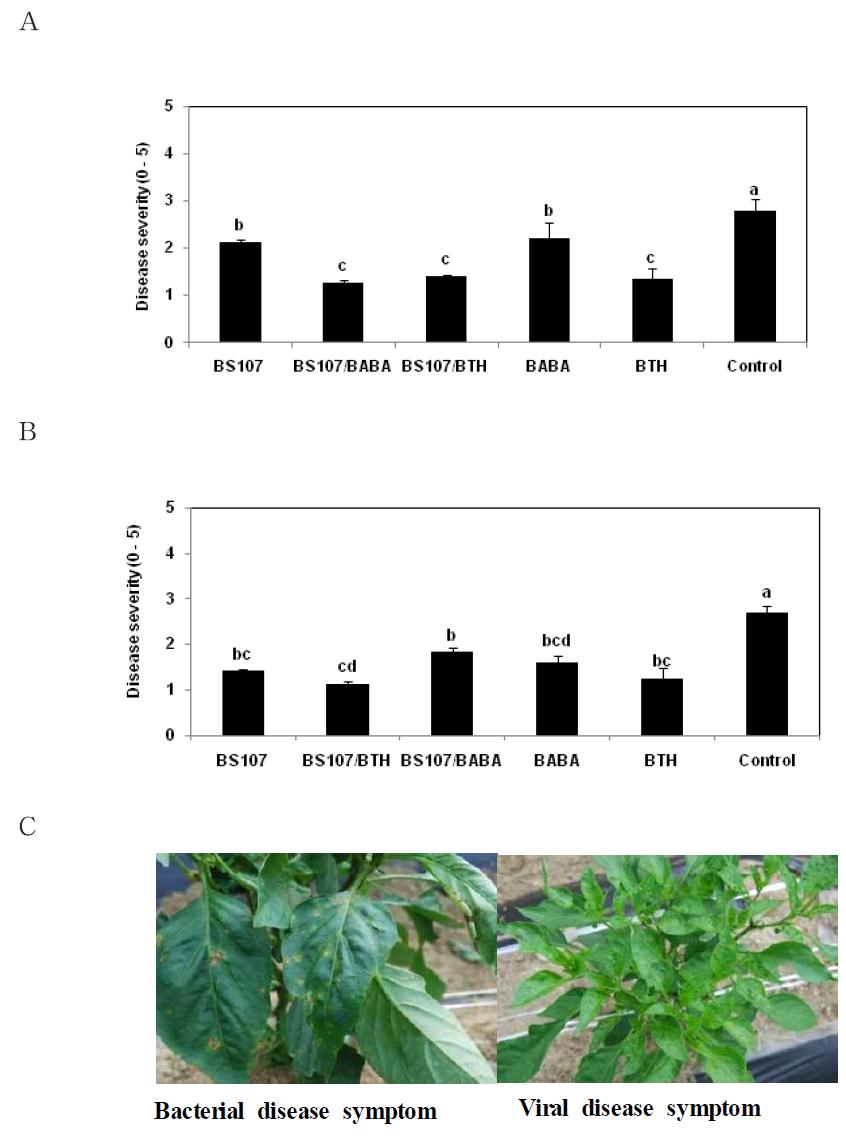 Effect of B. thuringiensis BS107 and BTH, BABA on ISR against naturally occurred A) bacterial spot disease, B) viral disease (CMV) at 80 days after treatment.