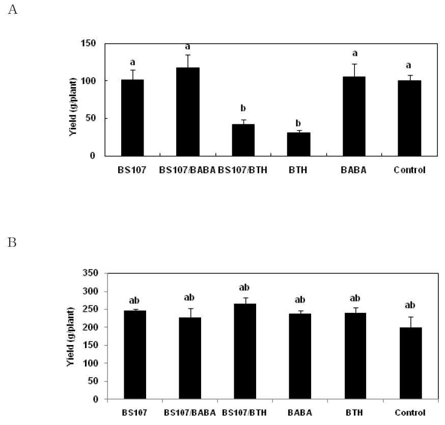 Effect of B. thuringiensis BS107, BABA and BTH, on plant growth for 80 days after treatment.
