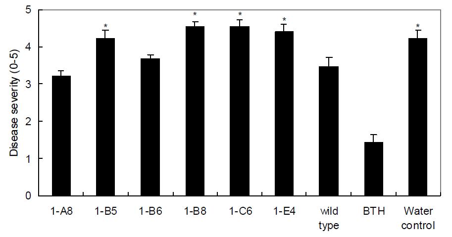 24공 플레이트에서 배양된 담배를 이용하여 다량 확보된 B. thuringiensis BS107돌연변이체들의 고추의 병원성 세균인 Xav에 대한 저항성 유도 실험.
