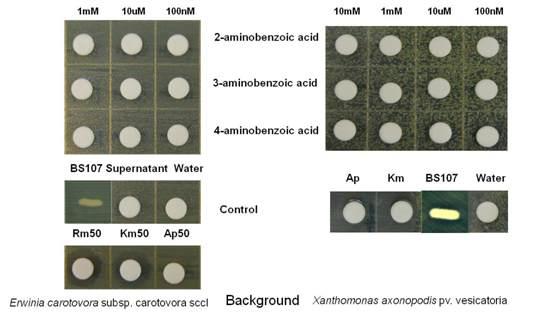 Antimicrobial activity of 2-,3-, and 4- aminobenzoic acid against E. carotovora subsp. carotovora and X. axonopodis pv. vesicatoria.