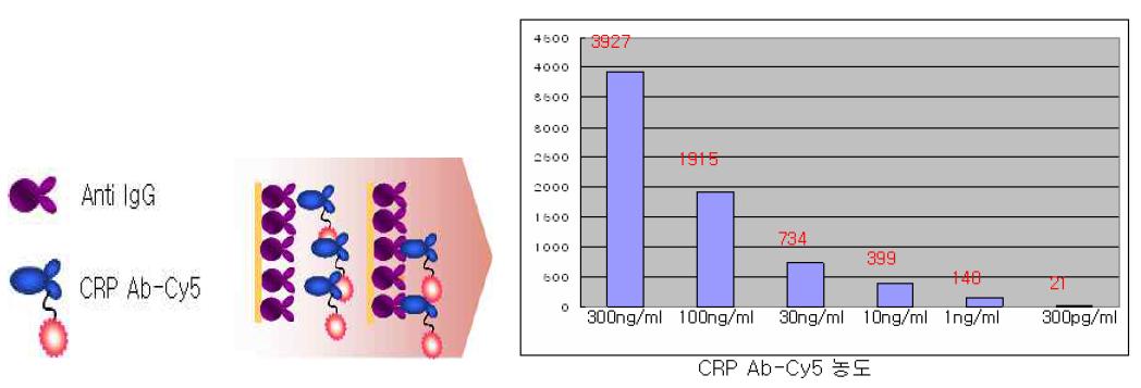 선형 단백질 칩상 CRP Ab-Cy5를 이용한 농도 측정.