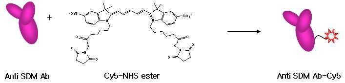 anti SDM Ab 와 bis Cy5-NHS ester 반응.