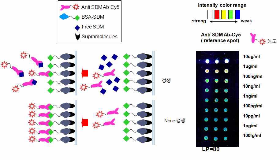경쟁반응에 의한 SDM 분석 모식도 및 anti SDM Ab-Cy5 형광이미지.