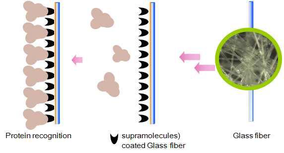 변성유리섬유를 이용한 단백질 고정화 모식도.