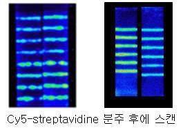 분주기에 의한 lining 조건에 따른 형광이미지.