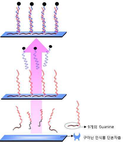 유전자 고정화 및 SDM-DNA 유전자-유전자 결합 모식도.