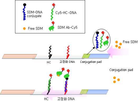멤버레인상 유전자간 결합을 이용한 SDM 고정화 및 반응 모식도.