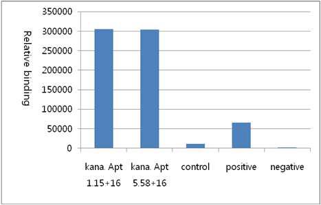 압타머 칩을 이용한 카나마이신 압타머 1.15 및 5.58 결합력 비교.