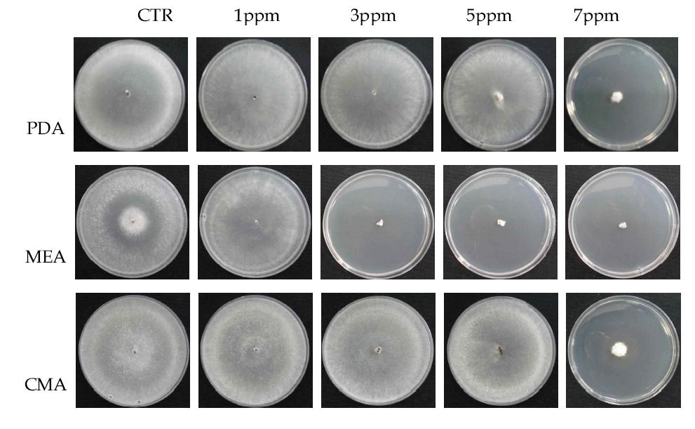 In vitro inhibitory effects of WA-CV-WA13B against sclerotium germination of Sclerotinia sclerotiorumon different media