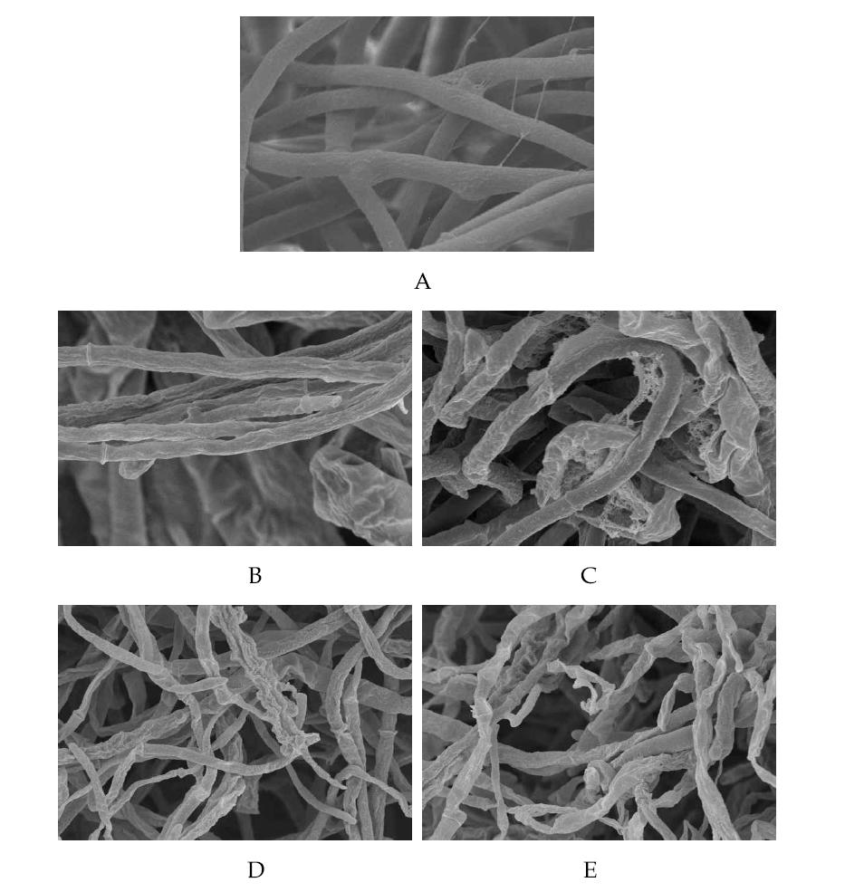 SEM images of Sclerotinia sclerotiorum treated with Nanover™ at 7ppm, and observed 1, 3, 5, and 7 days after the treatment