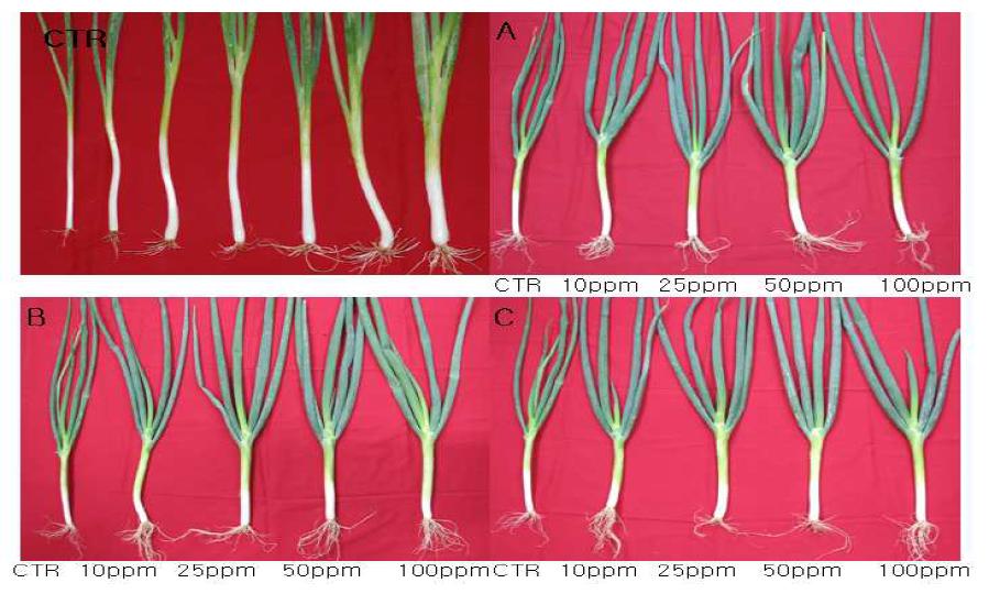 Results of nano-silver treatment on spring green onion.