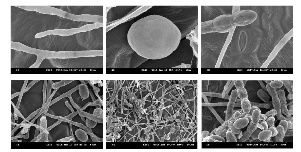SEM images of untreated(Control) mycelia and spores of powdery mildews.