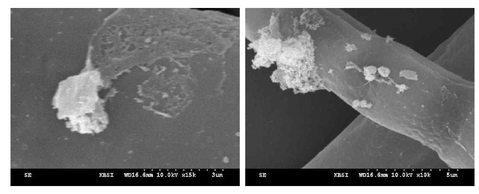 SEM images of kitosan-coated Difenoconazole on the hyphae and spores of powdery mildews.