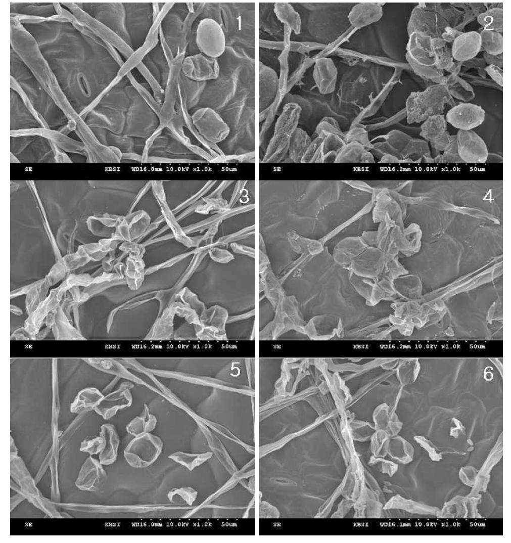 SEM images of spores and mycelia of powdery mildews treated with 3,000Da kitosan-coated Difenoconazole at x1,500 dilution